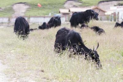 湖南肉牛高效催肥與精準(zhǔn)飼喂全攻略