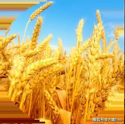 良好農(nóng)業(yè)規(guī)范（GAP）與初級農(nóng)產(chǎn)品 定義、核心與實踐意義